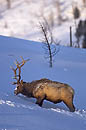 Elk Yellowstone 